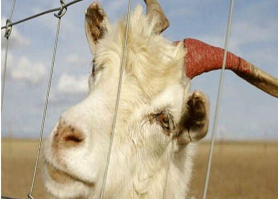 China Elektrischer galvanisierter Ziegen-Draht, der Platten für Vieh, Eco freundlich einzäunt fournisseur