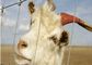 Elektrischer galvanisierter Ziegen-Draht, der Platten für Vieh, Eco freundlich einzäunt fournisseur