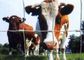 Rostfestes Vieh Corral Platten/Bauernhof-Zaun-Platten für Tierzucht fournisseur